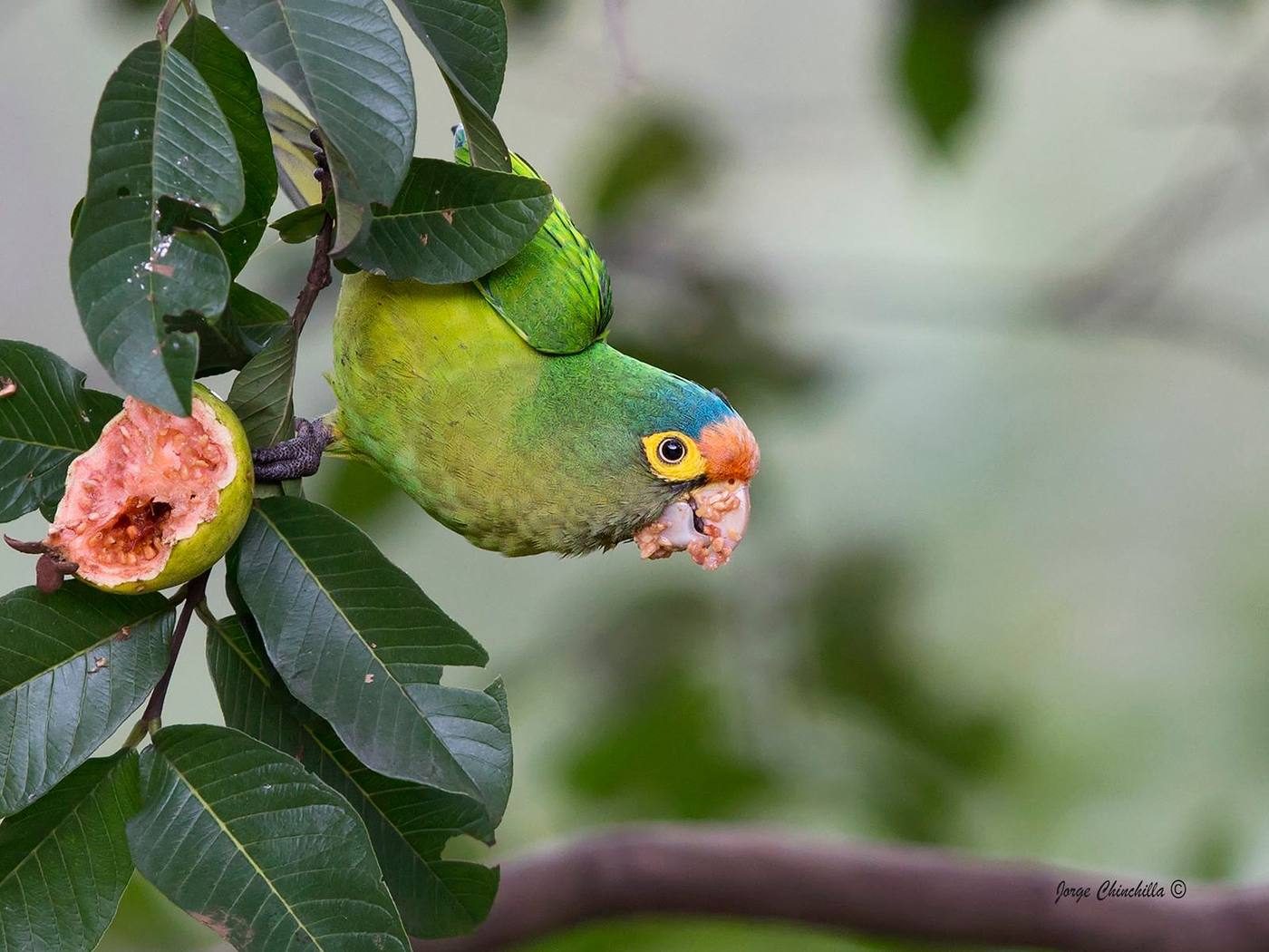 Chocoyo chanero real comiendo una guayaba.